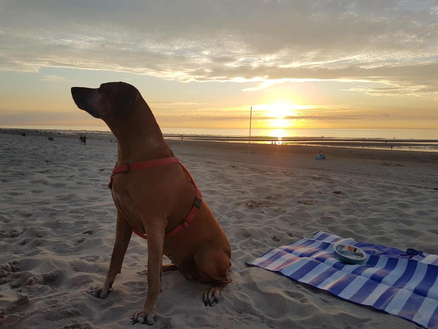 Olmenduin Chalet Veere Zeeland Serooskerke  Luaran gambar